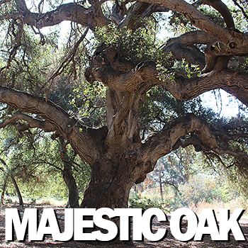 Majestic Oak at California Botanic Garden